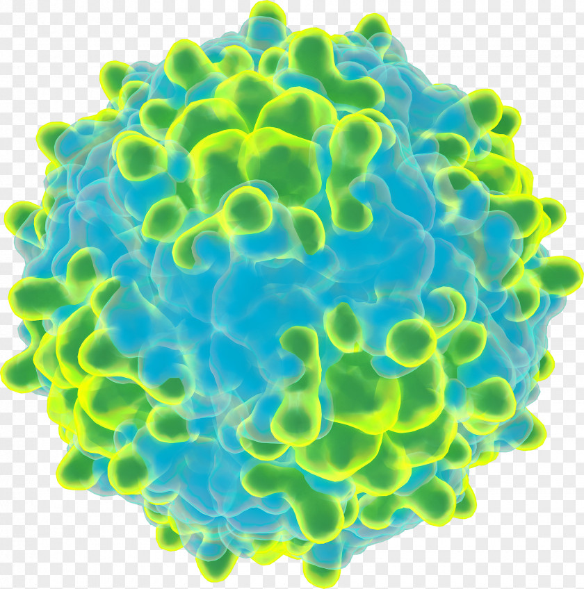 Rhinovirus Clip Art Virion PNG