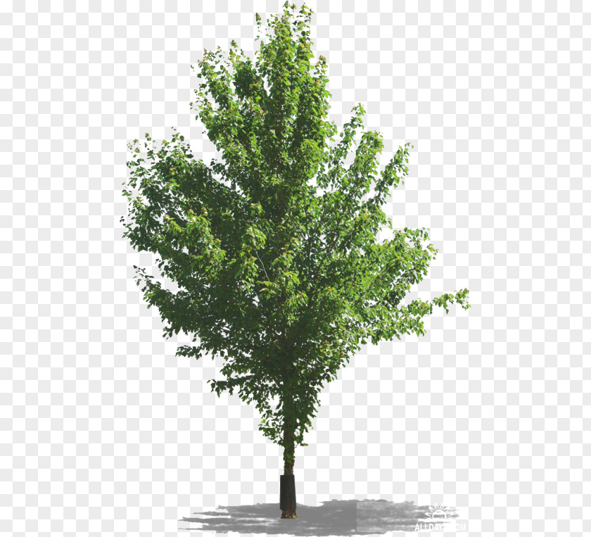 Tree Corner Digital Image Clip Art PNG