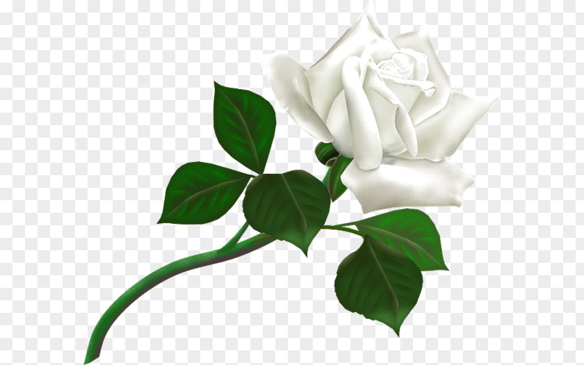 White Rose Desktop Wallpaper Clip Art PNG