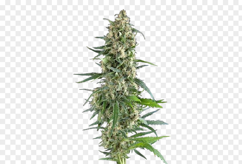 Cannabis Sativa Seed Cultivar Всхожесть семян PNG