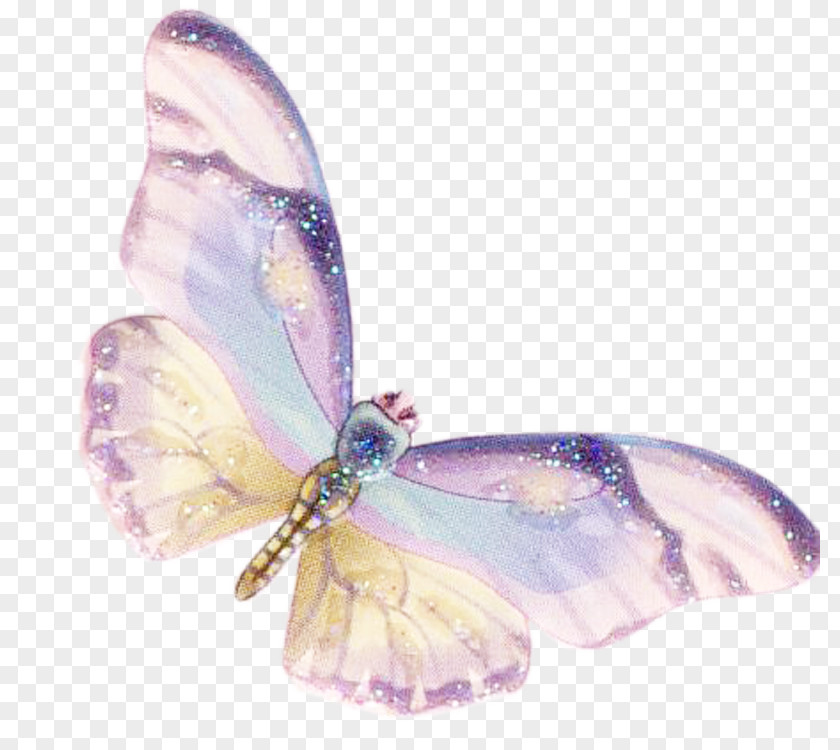Colorful Butterfly Moth Lilac PNG