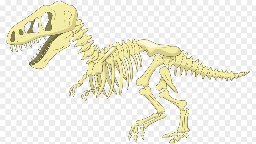 Dinosaur Fossil Bone Cartoon Clip Art PNG