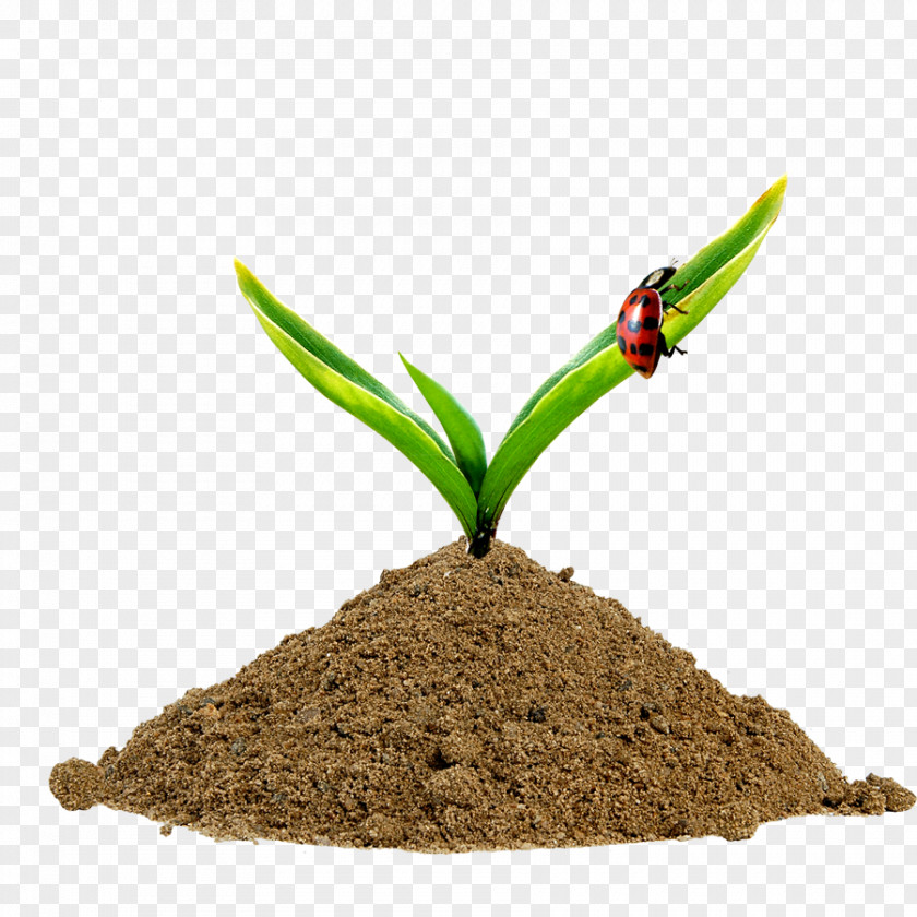 Grass Sprout PNG