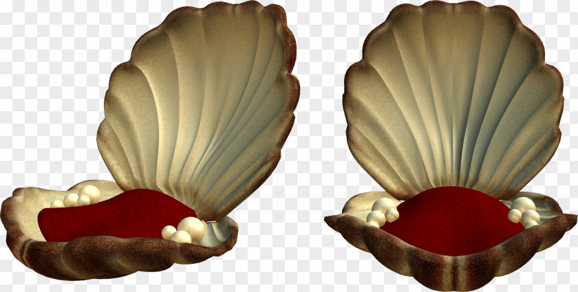 Pearls Seashell PNG