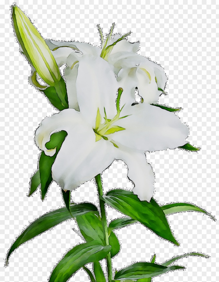 Plant Stem Daylily Plants Lily M PNG