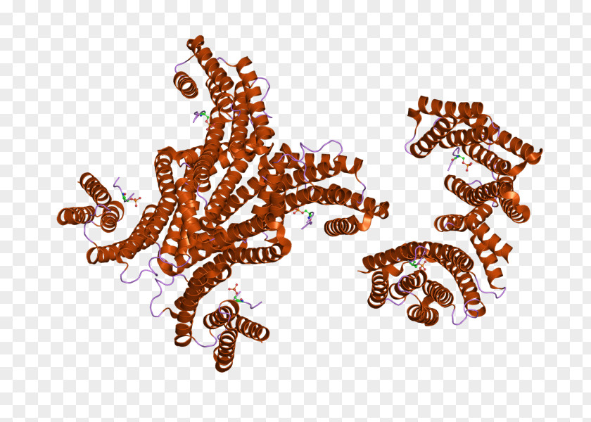 YWHAG 14-3-3 Protein Gene Invertebrate PNG