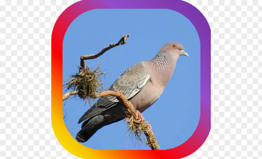 Bird Columbidae Picazuro Pigeon Asa Branca True Owl PNG