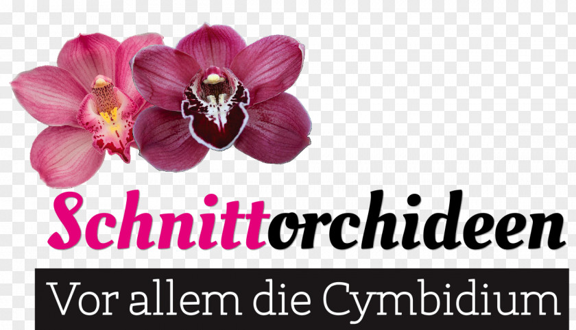 Cymbidium Cut Flowers Blumen Risse Boat Orchid Moth Orchids PNG