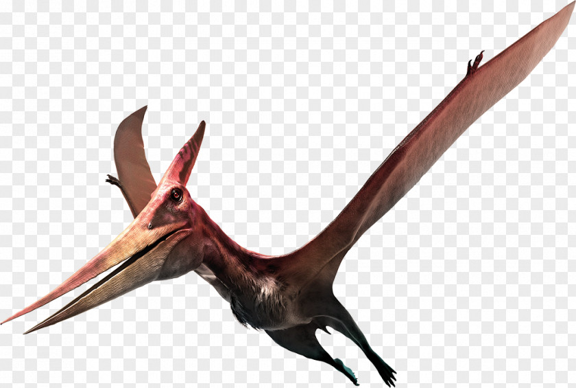 Dinosaur Tyrannosaurus Pterosaurs Pteranodon Stock Photography PNG