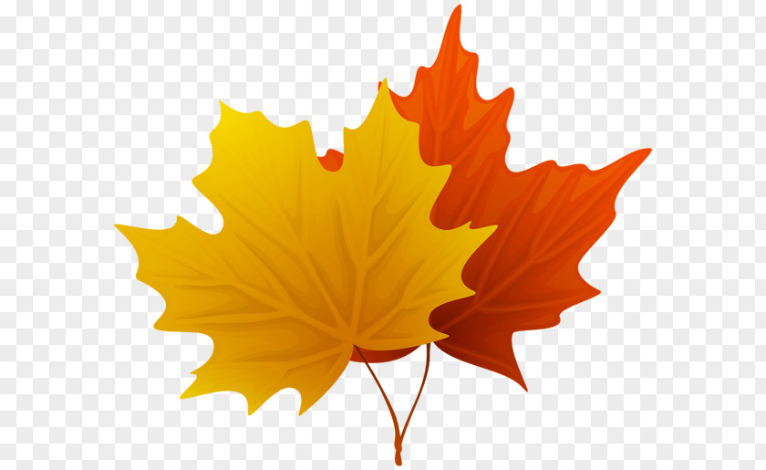 Fall Maple Leaf Clip Art PNG