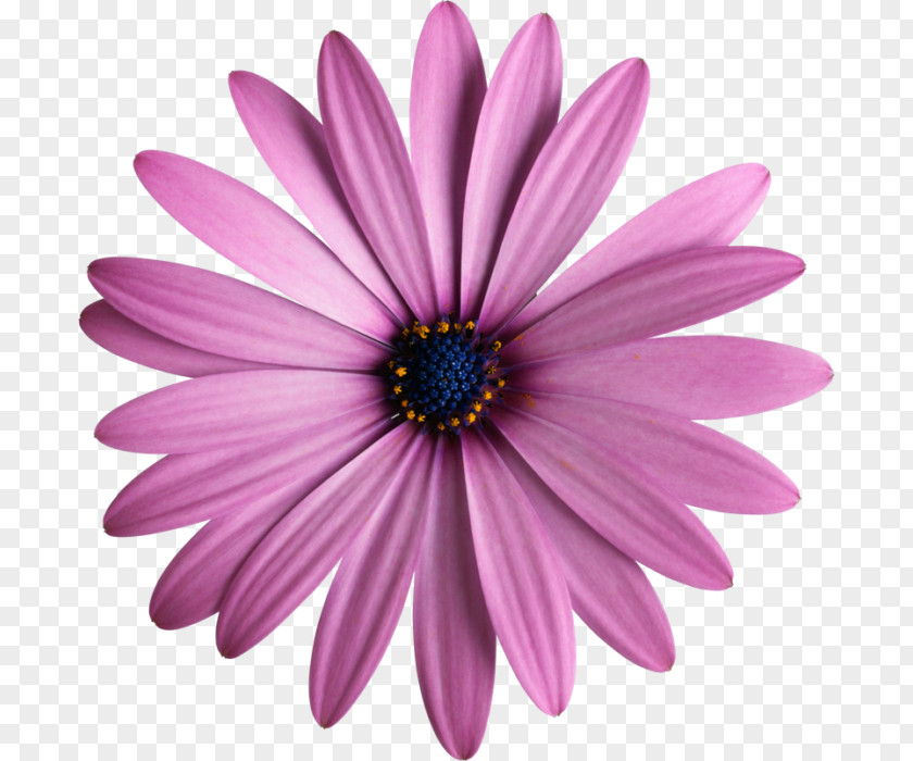 Flower Wie Du Freunde Gewinnst. Dale Carnegie Für Mädchen Petal Floral Design Amazon.com PNG