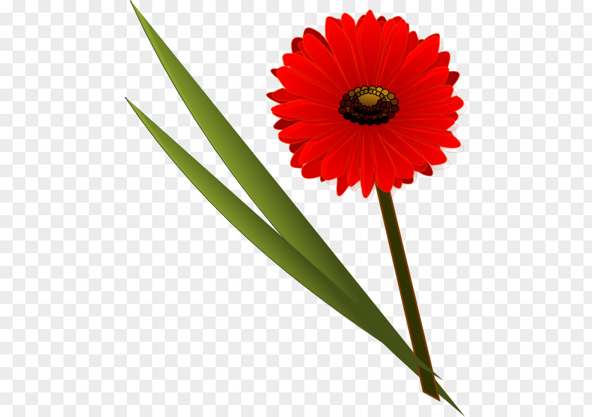 Gerbera Daisy Clipart Flower Transvaal Free Content Clip Art PNG
