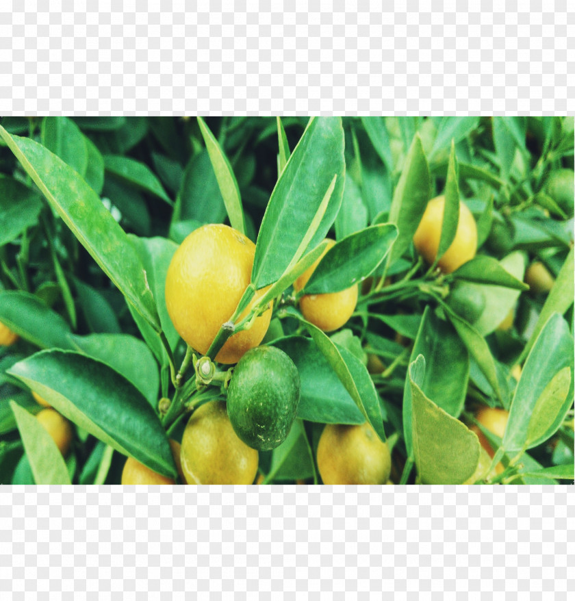 Lemon Tree Habanero Bird's Eye Chili Tabasco Pepper Citrus PNG