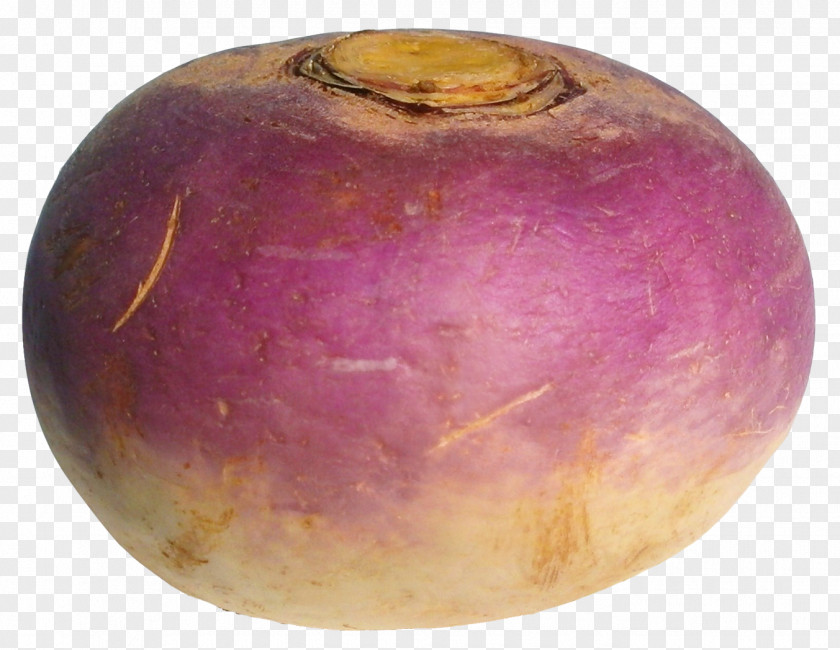 Turnip Radish Vegetable PNG