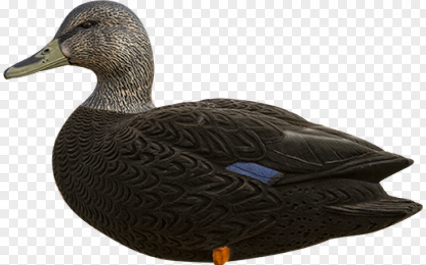 Duck Mallard American Black Decoy PNG