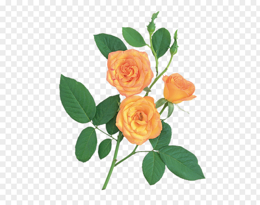 Garden Roses Image Cabbage Rose Floribunda Clip Art PNG