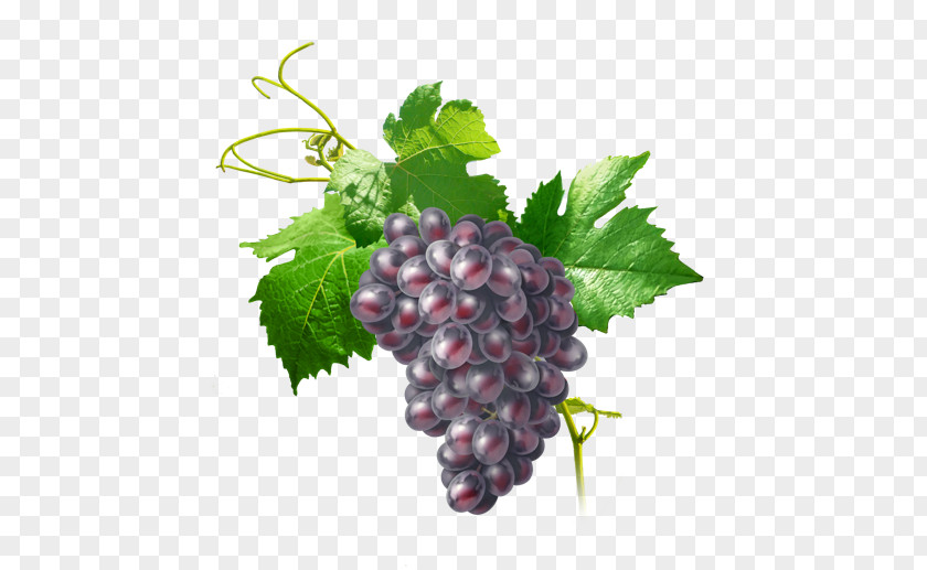 Grape Zante Currant Grapevines Food PNG