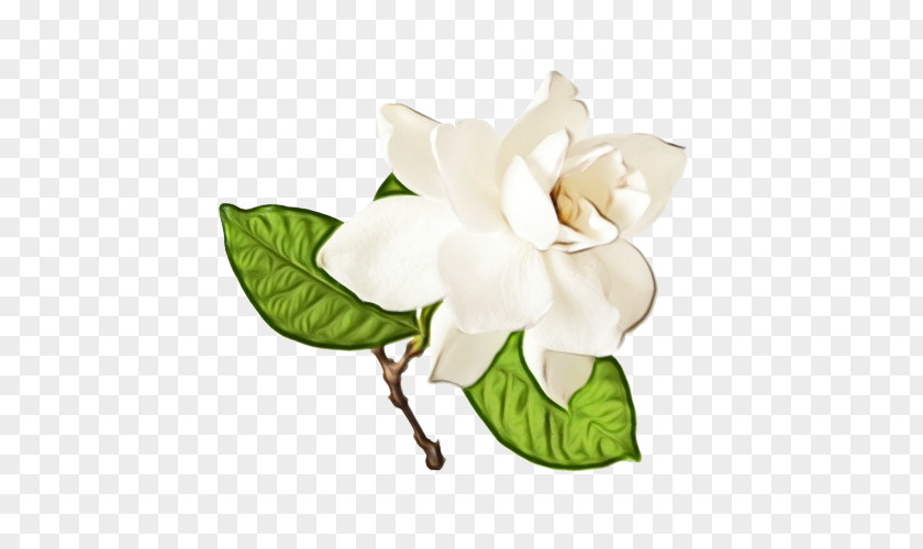 Magnolia Family Leaf Flower Flowering Plant White Petal PNG