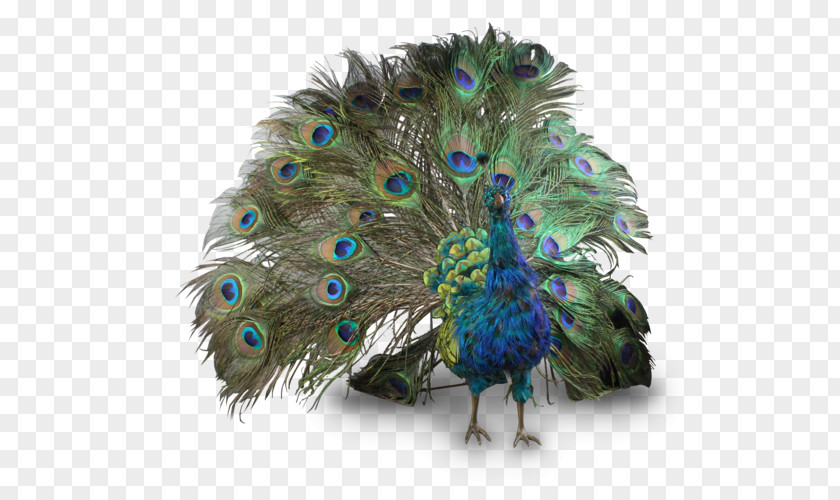 Peacock Peafowl Feather Clip Art PNG