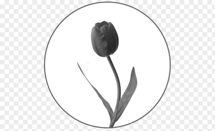 Tulips Black And White Monochrome Photography Flower PNG