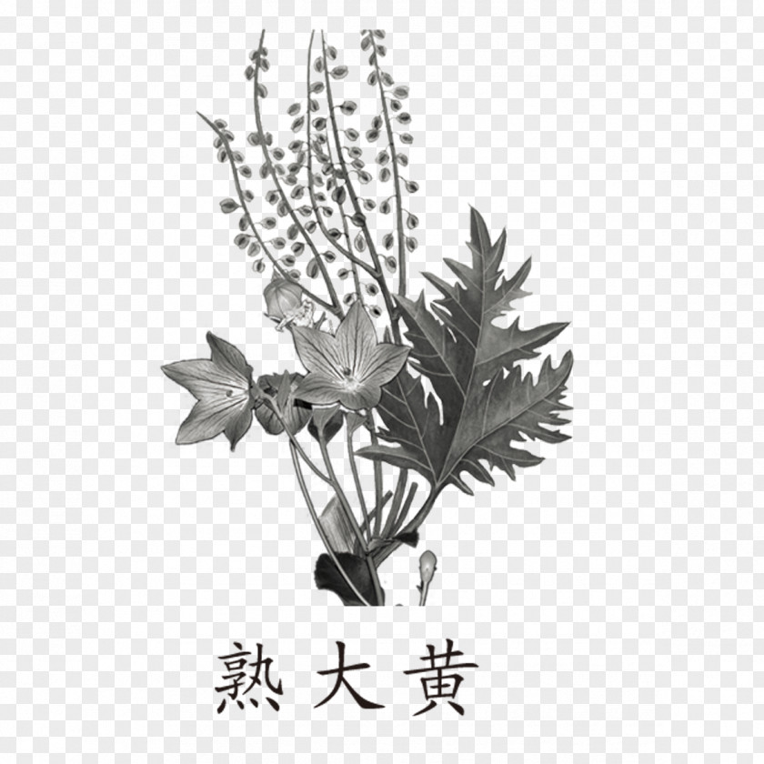 Black And White Herbs Garden Rhubarb Cooking Herb Traditional Chinese Medicine PNG