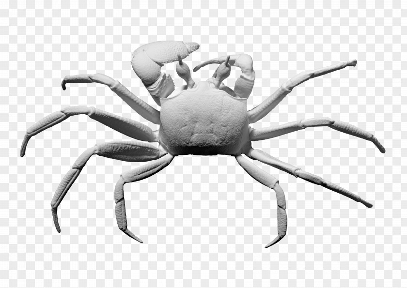 Crab 3D Modeling Scanner Computer Graphics Image PNG