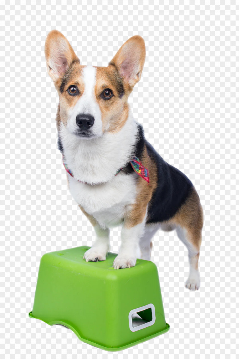 Pembroke Welsh Corgi Cardigan Companion Dog Snout PNG