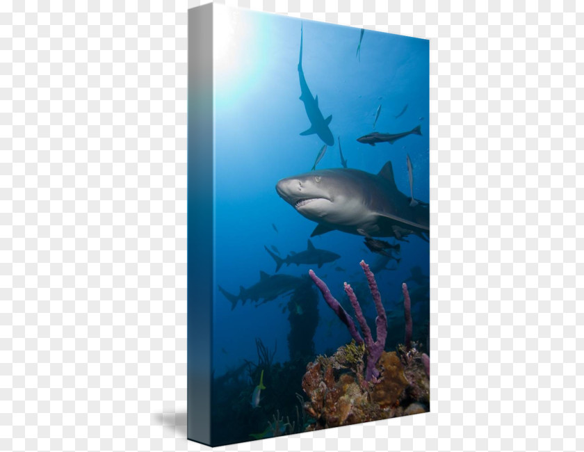 Reef Shark Requiem Sharks Ecosystem Marine Biology Water PNG