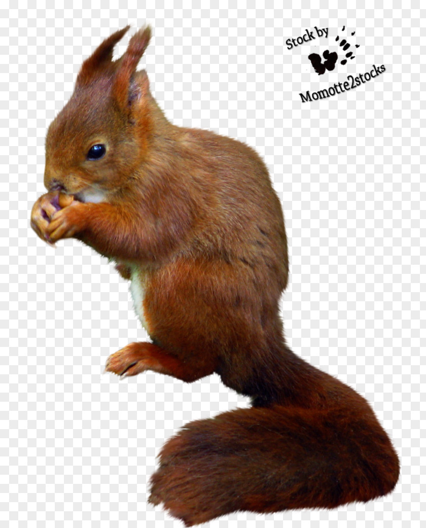 Squirrel Red Desktop Wallpaper DeviantArt PNG