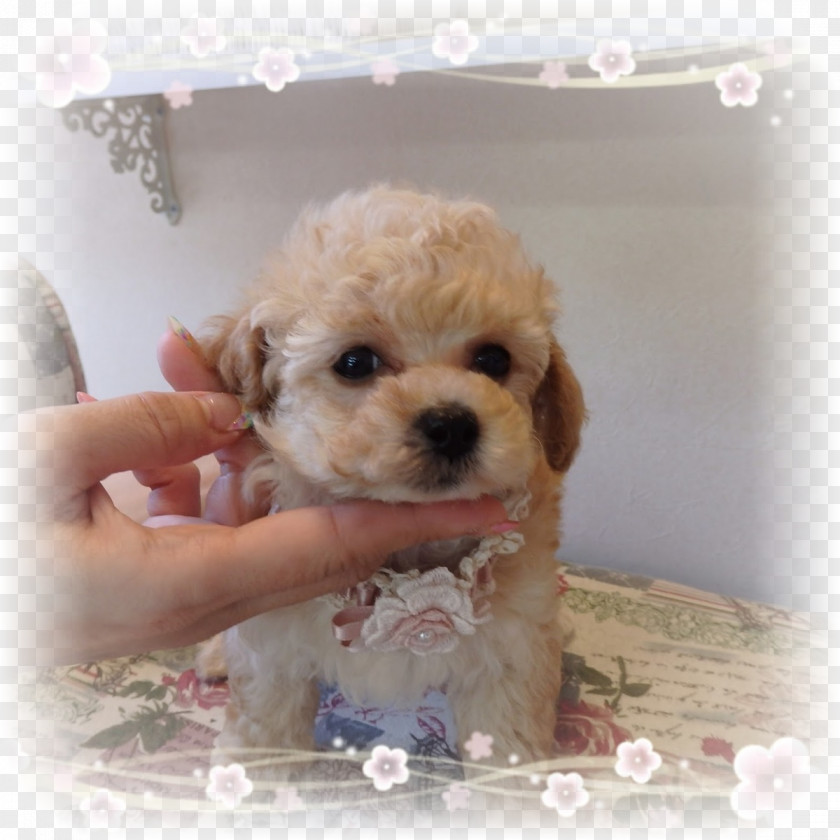 Toy Poodle Miniature Bolonka Cockapoo Schnoodle PNG