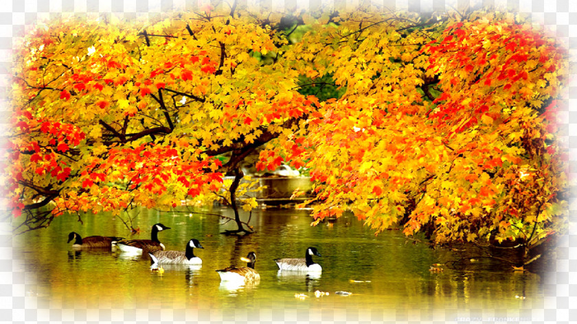Autumn New York City Desktop Wallpaper PNG