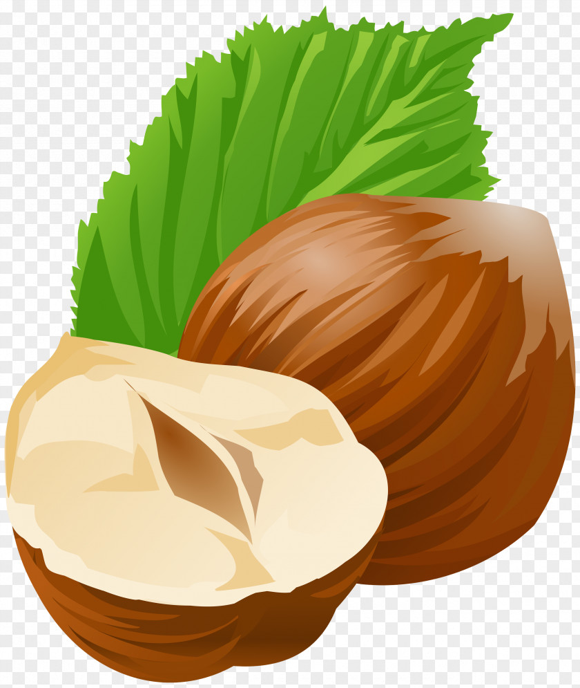 Coconut Chestnut PNG