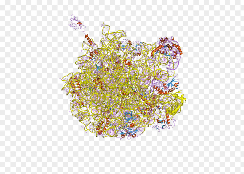 Dna Structure Human DNA Nucleic Acid Double Helix Base Pair PNG