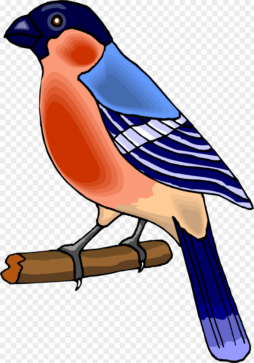 Seagull Bird Eurasian Bullfinch Drawing Clip Art PNG