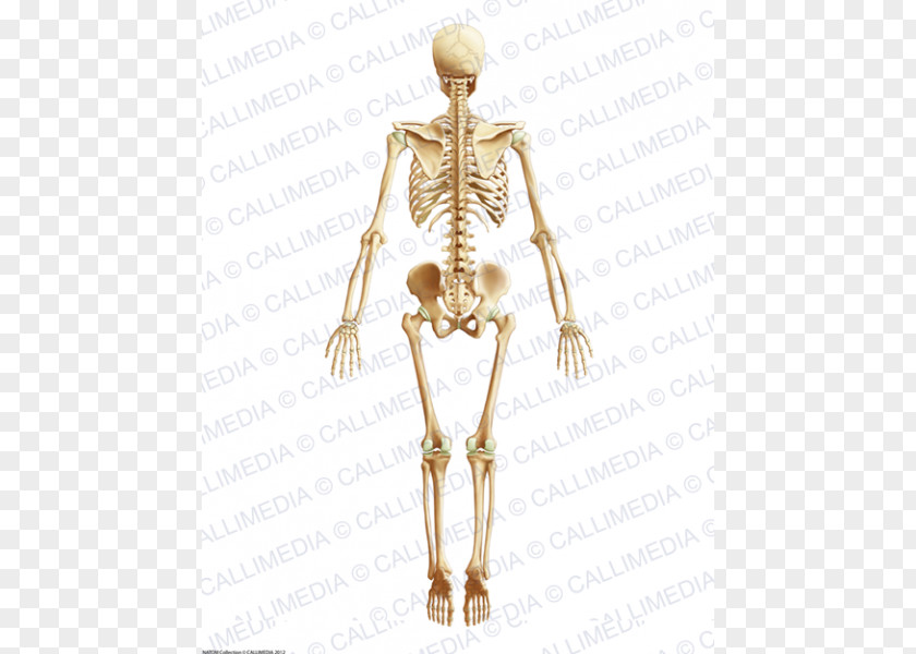 Skeleton Homo Sapiens Hip Muscle Human Body Anatomy PNG