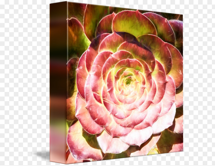 Succulent Border Rosaceae Flower Petal Peach PNG