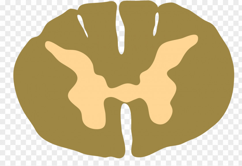Brain Spinal Cord Injury Vertebral Column Thoracic Vertebrae Cross Section PNG