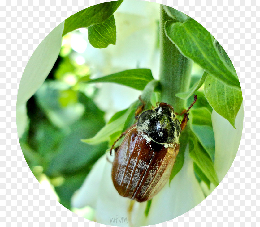 Luxuriant Beetle Pollinator Invertebrate Pest PNG