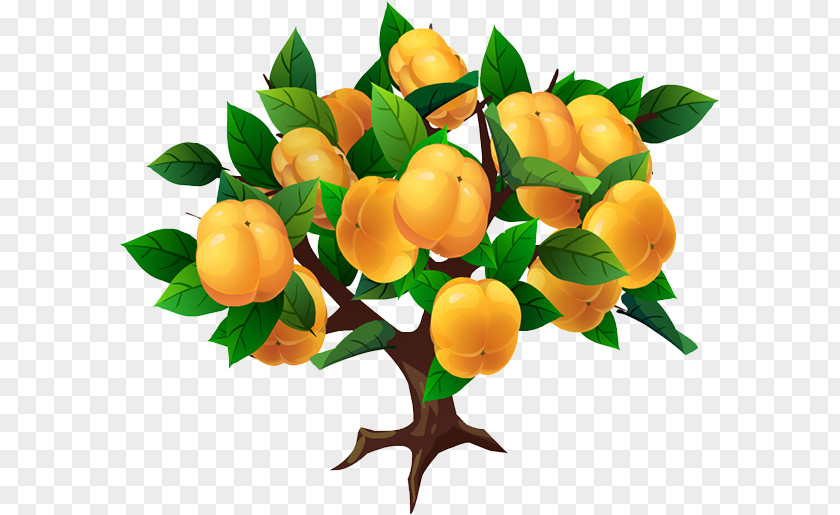 Persimmon Tree Japanese PNG