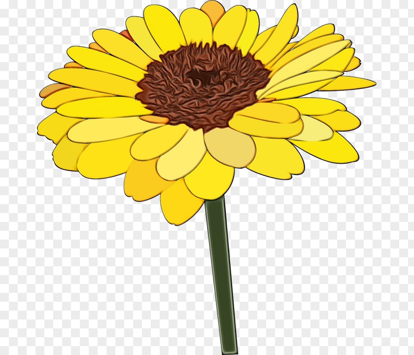 Common Sunflower Chrysanthemum Transvaal Daisy Flower Marigold PNG
