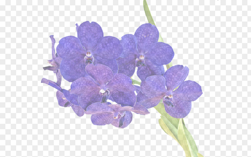 Dendrobium Moth Orchid Lavender PNG