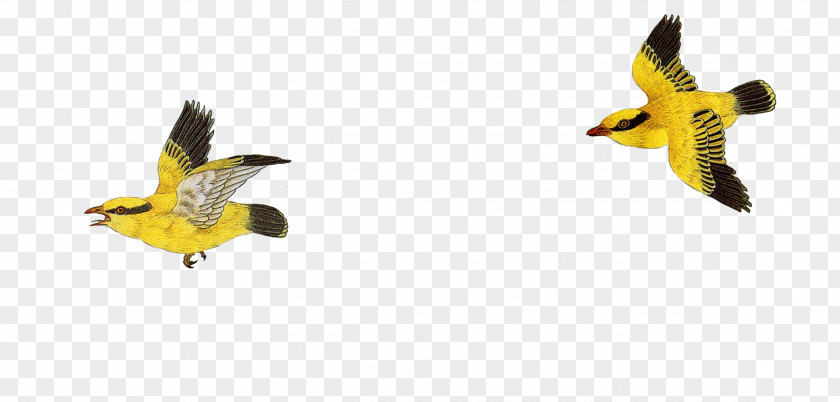 Flying Little Yellow Bird Bird-and-flower Painting Chinese Television PNG