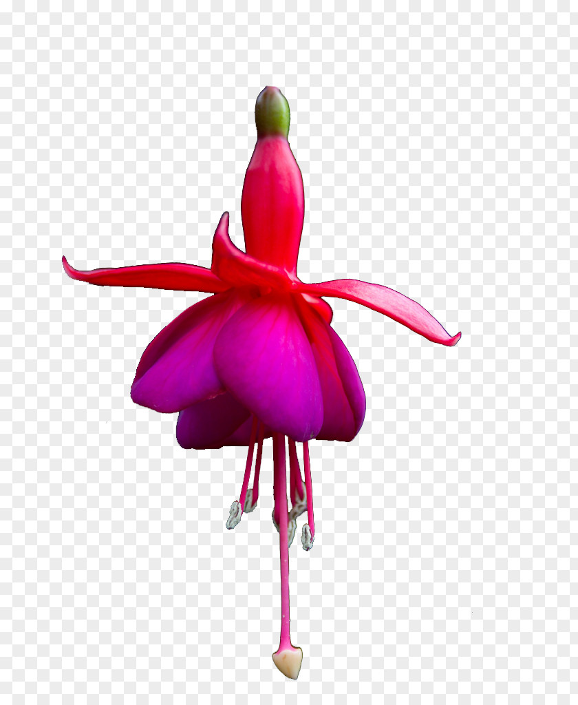 Fuchsia Startpagina.nl We Heart It Gardening PNG