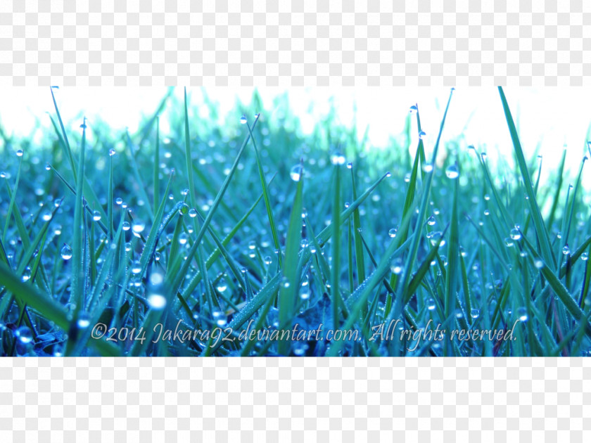 Water Droplets Thrown Poster Material Close-up Meadow Grasses Microsoft Azure Sky Plc PNG