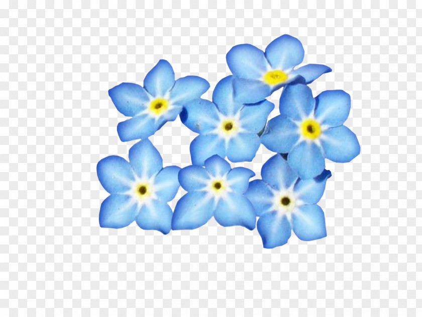 Wildflower Water Forget Me Not Blue Flower PNG