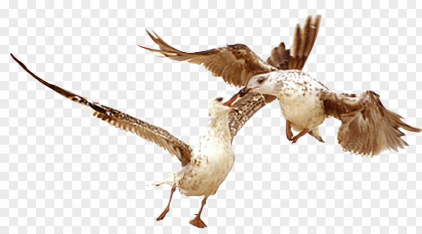Birds Fly Bird Goose Download PNG