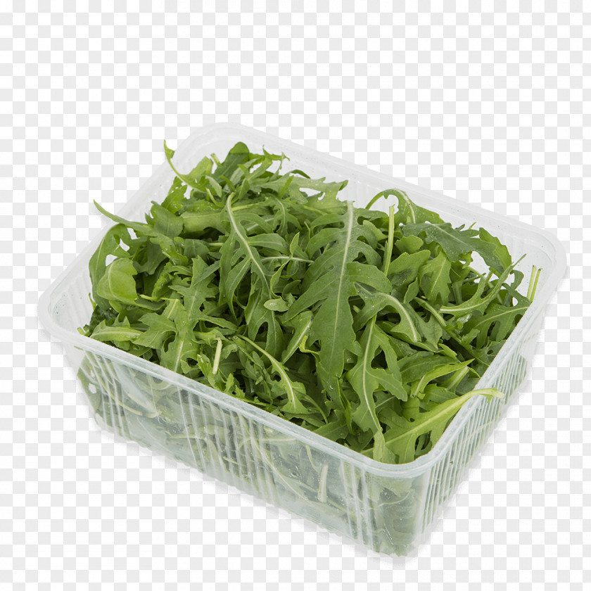 Lettuce Spring Greens Herb PNG