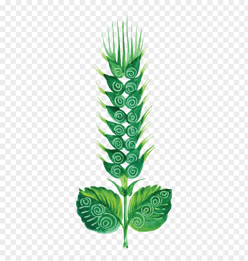 Painted Green Wheat Flower Painting Euclidean Vector Cdr PNG