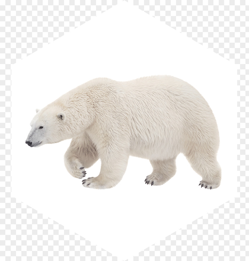 Polar Bear American Black Walrus Kodiak PNG