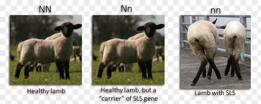 Sheep Lamb Suffolk Spider Syndrome Mustang Disease Selective Breeding PNG